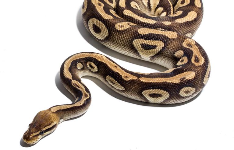 5 Ways to Make Your Python Programs Run Faster